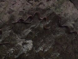 European eel elvers (Anguilla anguilla) migrating upstream, River Teifi, Wales Stock Footage