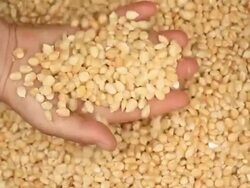 Raw dry corn spills Stock Footage