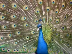 Beautiful Peacock. HD. Stock Footage