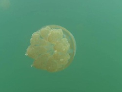 CU TS View of Stingless jellyfish / Palau, Micronesia, Palau  Stock Footage