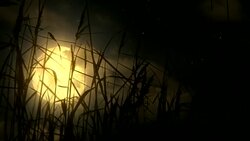 Moon and reeds Stock Footage