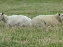 MS Shot of sheep's resting on salt meadows, North Sea North Frisia / Westerhever / Westerhever, Schleswig Holstein, Germany Stock Footage