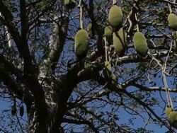 Baobab Fruits hang on tree Stock Footage