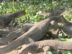 MS TS ZO Monitor lizards feeding frenzy / Pulau Tiga, Sabah, Malaysia   Stock Footage