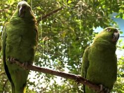 Green Parrots under rain...close up Stock Footage