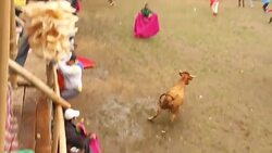 Bulls for 'toros de pueblo' in the Ecuadorian Highlands Stock Footage