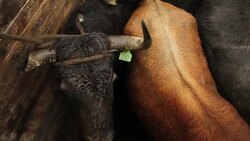Bulls for 'toros de pueblo' in the Ecuadorian Highlands Stock Footage
