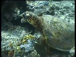 CU High angle, Hawksbill turtle swimming up from seafloor, zoom out to scuba divers watching, Malaysia Stock Footage