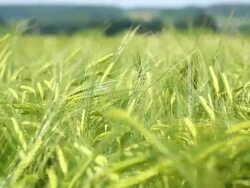 CU PAN Barley field in early summer Stock Footage