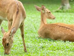 deer grazing on green grass field Stock Footage