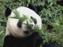 CU Shot of giant panda chewing on bamboo / Wenchuan, Sichuan Province, China Stock Footage