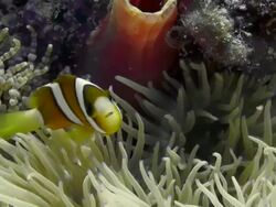 MID SHOT CLOWN FISH WITH YELLOW ANENOME Stock Footage
