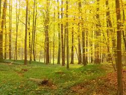 HD DOLLY: Beautiful Autumn Forest Stock Footage