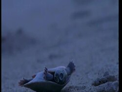 CU Dead baby yellow spotted turtle on beach at dusk, South America Stock Footage
