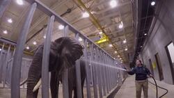 Number of elephants at accredited US zoos grows smaller News Clip