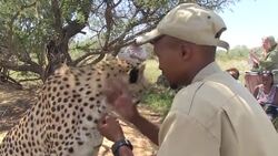 Getting the fine details really up close on art safari News Clip