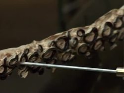 Giant squid on show in Paris News Clip