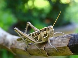 grasshopper Stock Footage