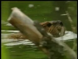 MCU tracking beaver swimming through water, Arctic circle Stock Footage
