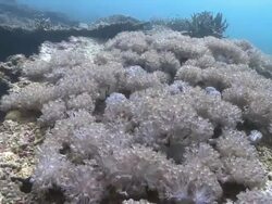 Large colony of Xenia Pulsing Soft Coral, Southern Visayas, Philippines Stock Footage