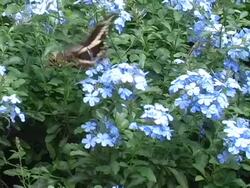 Swallowtail Butterfly Stock Footage