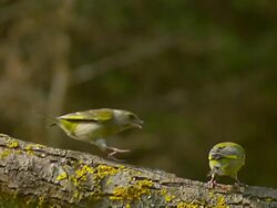 MS SLO MO Shot of European Greenfinch (Carduelis Chloris) female attacking male / Calvados, Normandy, France Stock Footage