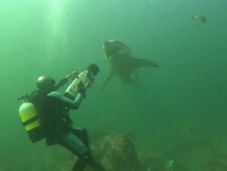 Diver filming White shark, South Africa, Gansbaai  Stock Footage