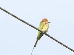 Green Bee-eater Stock Footage