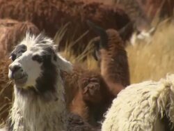 CU of large group of Llamas in field, Bolivia Stock Footage