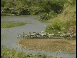 WA Zebras arrive at water, herd drinks crossing Mara river. Migration Stock Footage