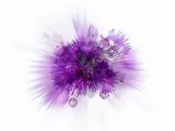 FROM THISTLE : (LOOP) Stock Footage