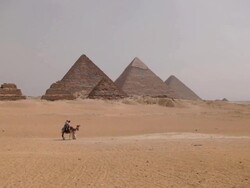  MS Shot of camel pyramids / Giza, Egypt Stock Footage