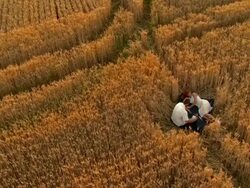 Romance In A Wheat Field Stock Footage