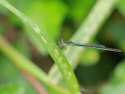 Damselfly Stock Footage