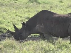 Endangered Black Rhino in Africa Stock Footage