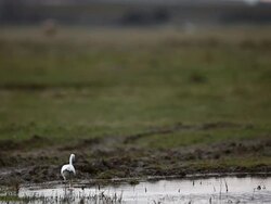 Bird Life At Elmley Marshes Stock Footage