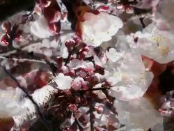 APPLE BLOSSOM : close-up, quadrilateral dense (seamless loopable) Stock Footage