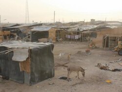 Donkey releases himself from cord and rolls on the floor in village Stock Footage