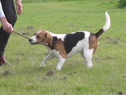 MS TS SLO MO Shot of Beagle dog, young playing with stick of wood in its mouth and running on grass / Calvados, Normandy, France Stock Footage