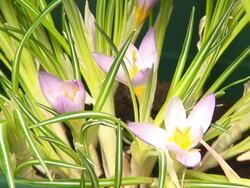 Crocus flower blooming Stock Footage