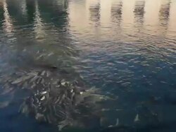 Fish Lake (Balikli Gol), Sanliurfa, Turkey Stock Footage