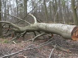 MS Shot of Fallen tree after lumbering in forest / Orscholz, Saarland, Germany Stock Footage