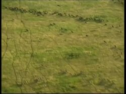 Aerial view of large herd of Wildebeest and Zebra running in Savanna grass, Serengeti Plain, Tanzania Stock Footage