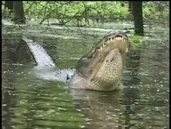 CU Alligator in water lifting head and vibrating water from body, Brazos Bend State Park, Texas, USA Stock Footage