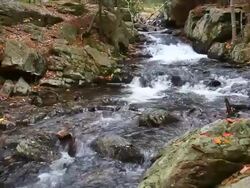 Autumn stream with Audio Stock Footage