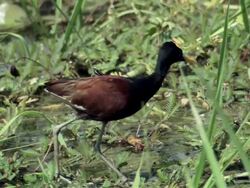 MS Northern Jacama standing on floating plants / Guanacaste, Costa Rica Stock Footage