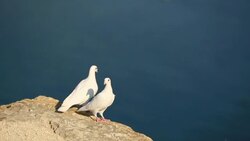 White doves on a cliff above the sea Stock Footage