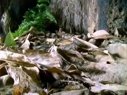 T/L Dipteryx seedling germination and growth, natural background, Panama. Stock Footage