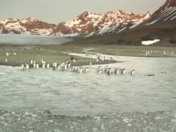 WS, King penguins (Aptenodytes patagonicus) crossing glacial river, ice field and sunlit snowy mountains in background, South Georgia Island, Falkland Islands, British overseas territory Stock Footage