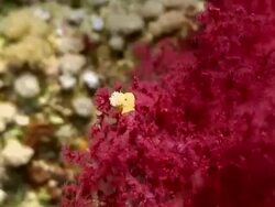 "Bright, high definition shot of stunning red coral" Stock Footage